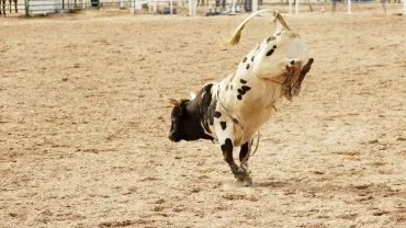 Chase Hawks Rough Stock Rodeo, Billings