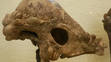 Dinosaur Dimensions at The Museum, Baker