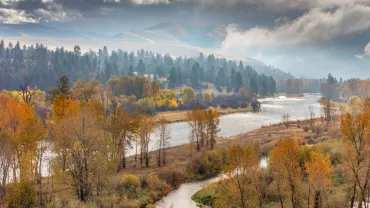 Autumn cottonwoods along the river near Missoula