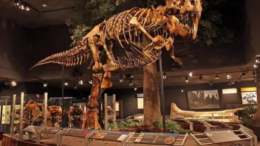 Pour & Gore: A Haunted Masquerade - Museum of the Rockies, Bozeman