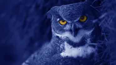 Owl-O-Ween, Helena