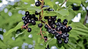 Chokecherry Festival, Lewistown