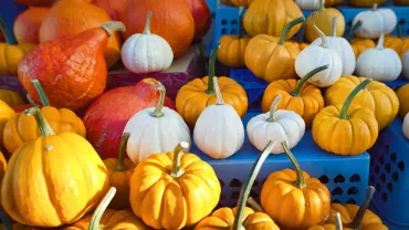 Pumpkins and squash for sale at an autumn farmers market