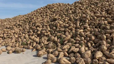 Large pile of freshly harvested sugar beets