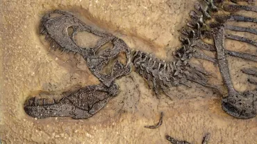 A Tyrannosaurus rex fossil skull