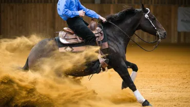 A reining horse in a sliding stop in an indoor arena