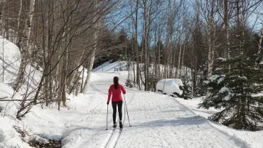 Cross-country skier on a forest trail