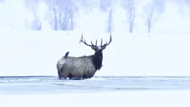 A bull elk in winter