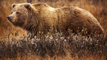 Grizzly in field