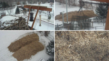 Montana winter gardening