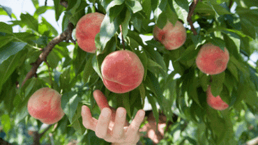 peaches in Montana