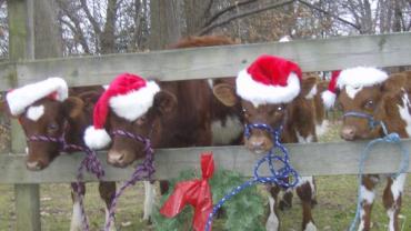 Christmas cows