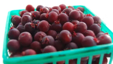 juneberries montana