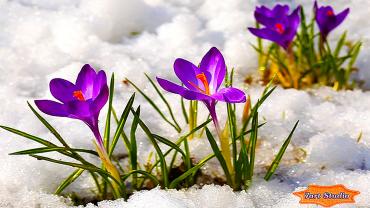 Montana crocuses