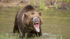 Roaring Grizzly Bear