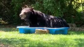 Black Bear in a Kiddie Pool