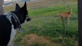 Deer and Puppy