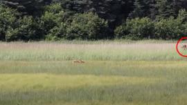 Stalking grizzly in tall grass