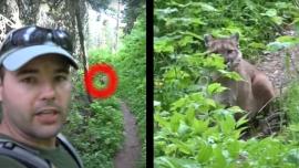 Hiker vs. Mountain Lion at Glacier National Park