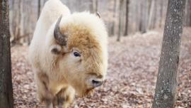 White Buffalo in Forest