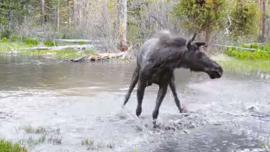 Playful Moose Splashing in Water