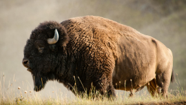 American Bison standing in Field