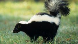 Skunk in green grass