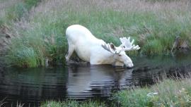 White Moose in water