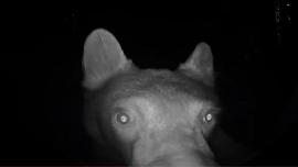 Bear on doorbell cam