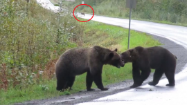 Bears fight with wolf in background