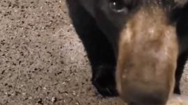 Hand-feeding bear