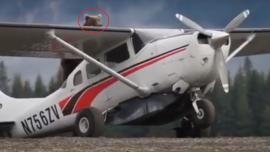 Bear On Plane