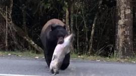 Bear with salmon crossing road