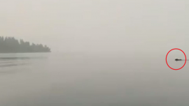 Bear swimming on Flathead Lake