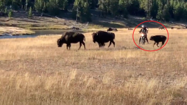 Biker harassing bison calf