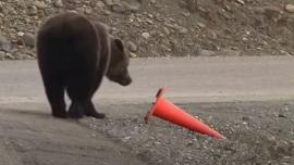 Bear looks at traffic cone