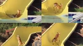 Deer/slide collage