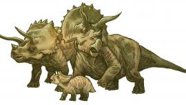 Triceratops