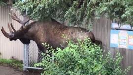 Moose approaching gate