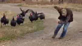 Man running from turkeys