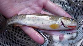 westslope jumping creek