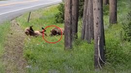 Bear kills elk 