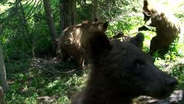 MFW&P bear montage footage