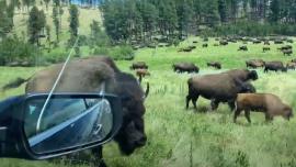 Adrift in a sea of bison