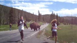 Bison charges Yellowstone tourists