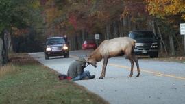 Elk vs man