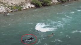 Grizzly chasing elk calf into river