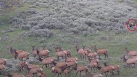 Bear with elk herd