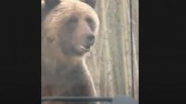 Grizzly bear standing by truck