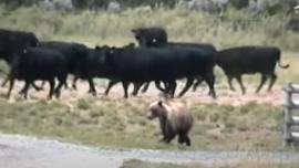 Bear vs cows